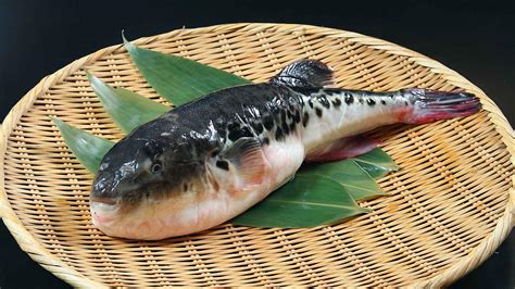 fugu fish|Fugu: Unraveling the Allure of Fugu .